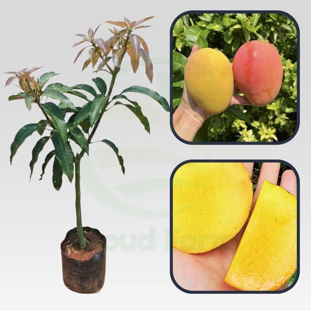Angie Mango Grafted Hybrid Healthy Plant Angie Mango Grafted Hybrid Healthy Plant