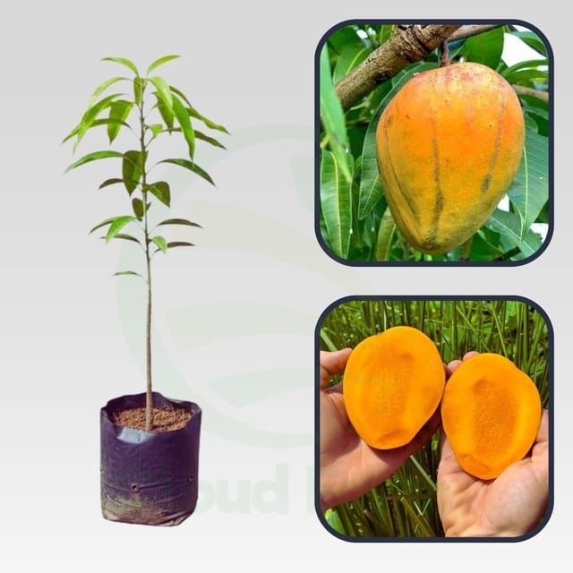 Dot Mango Grafted healthy Fruit Plant