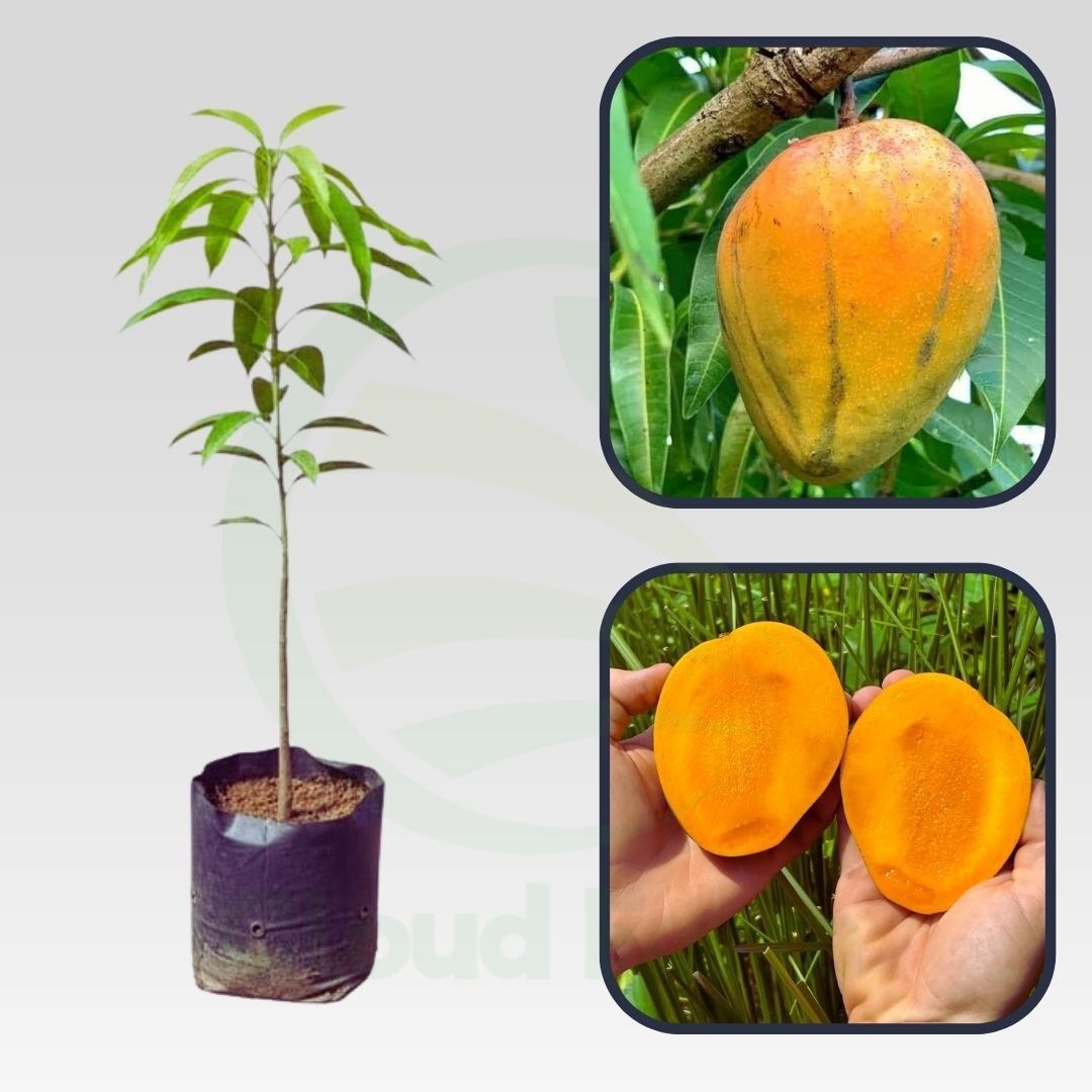 Dot Mango Grafted healthy Fruit Plant