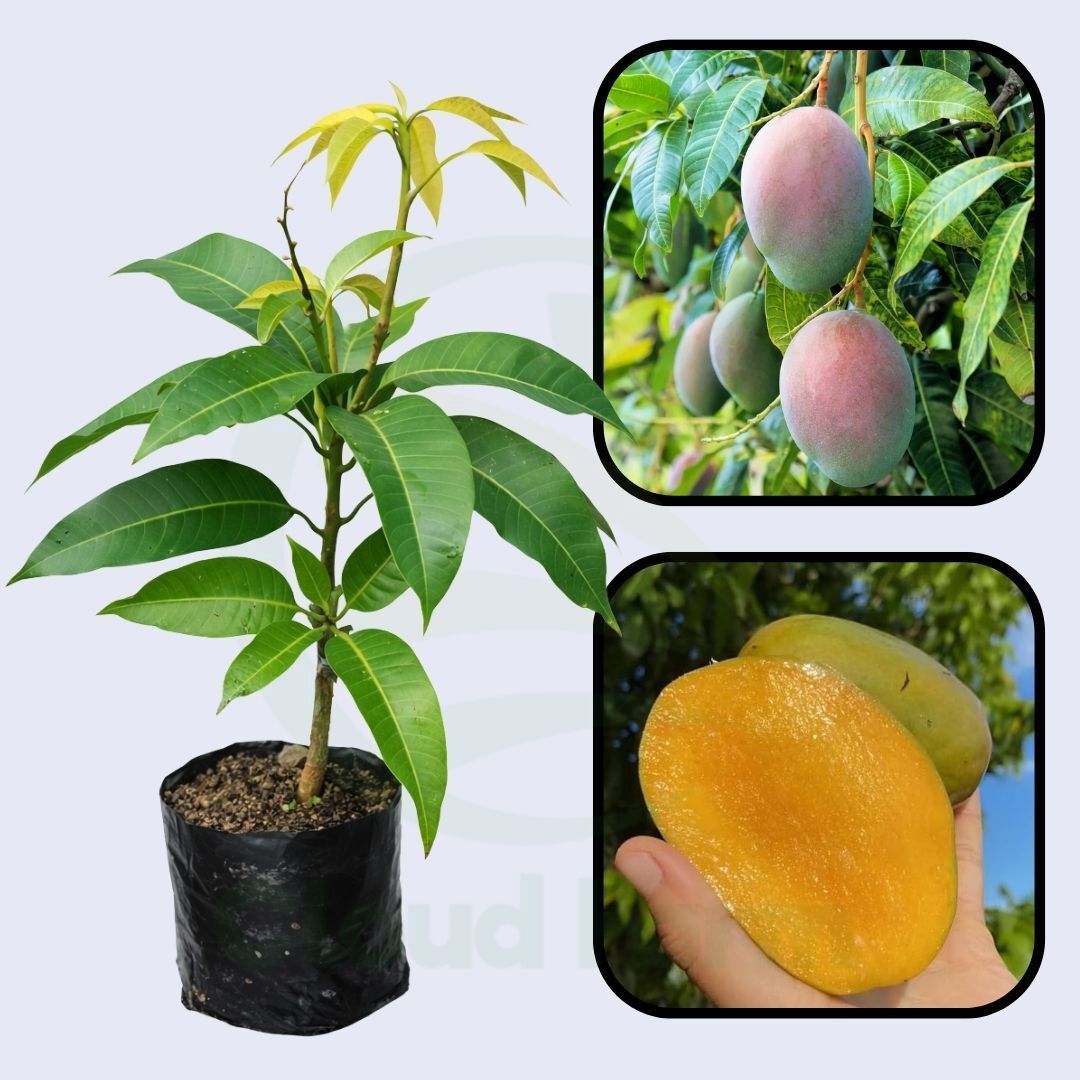 Springfels Mango Grafted Healthy Fruit Plant