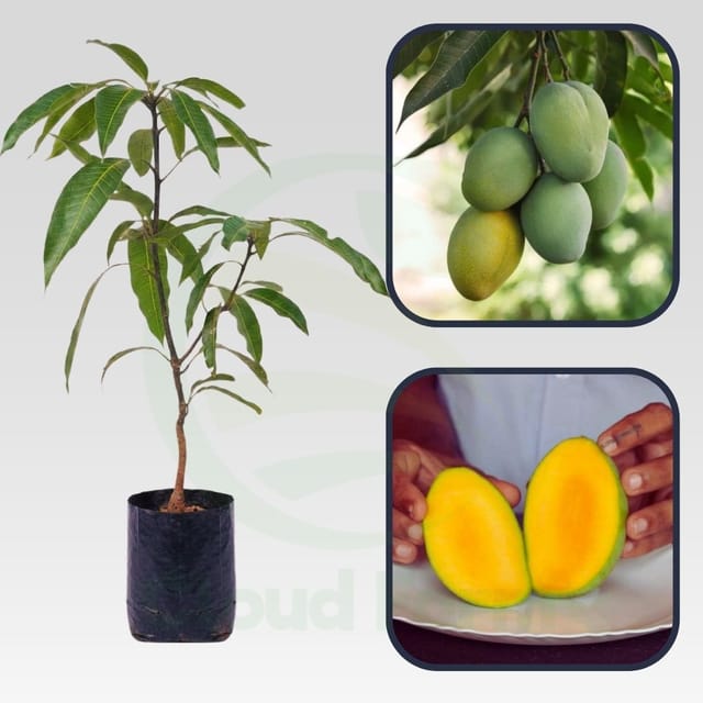 Carrie Mango Grafted Healthy Fruit Plant Carrie Mango Grafted Healthy Fruit Plant