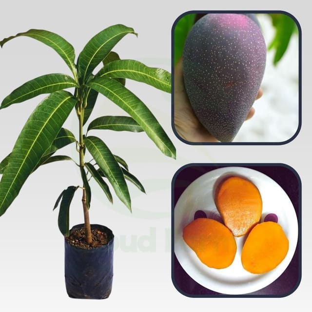Black Stone Mango healthy grafted fruit plant