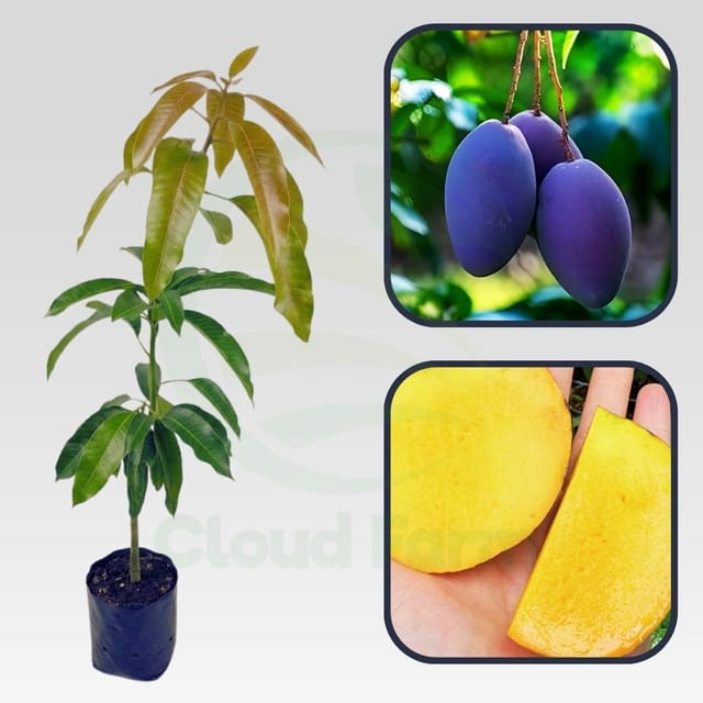 Arunika Mango Healthy Grafted Fruit plant