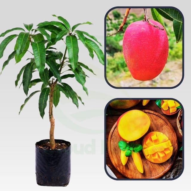 Arunima Mango Healthy Grafted Fruit Plant Arunima Mango Healthy Grafted Fruit Plant