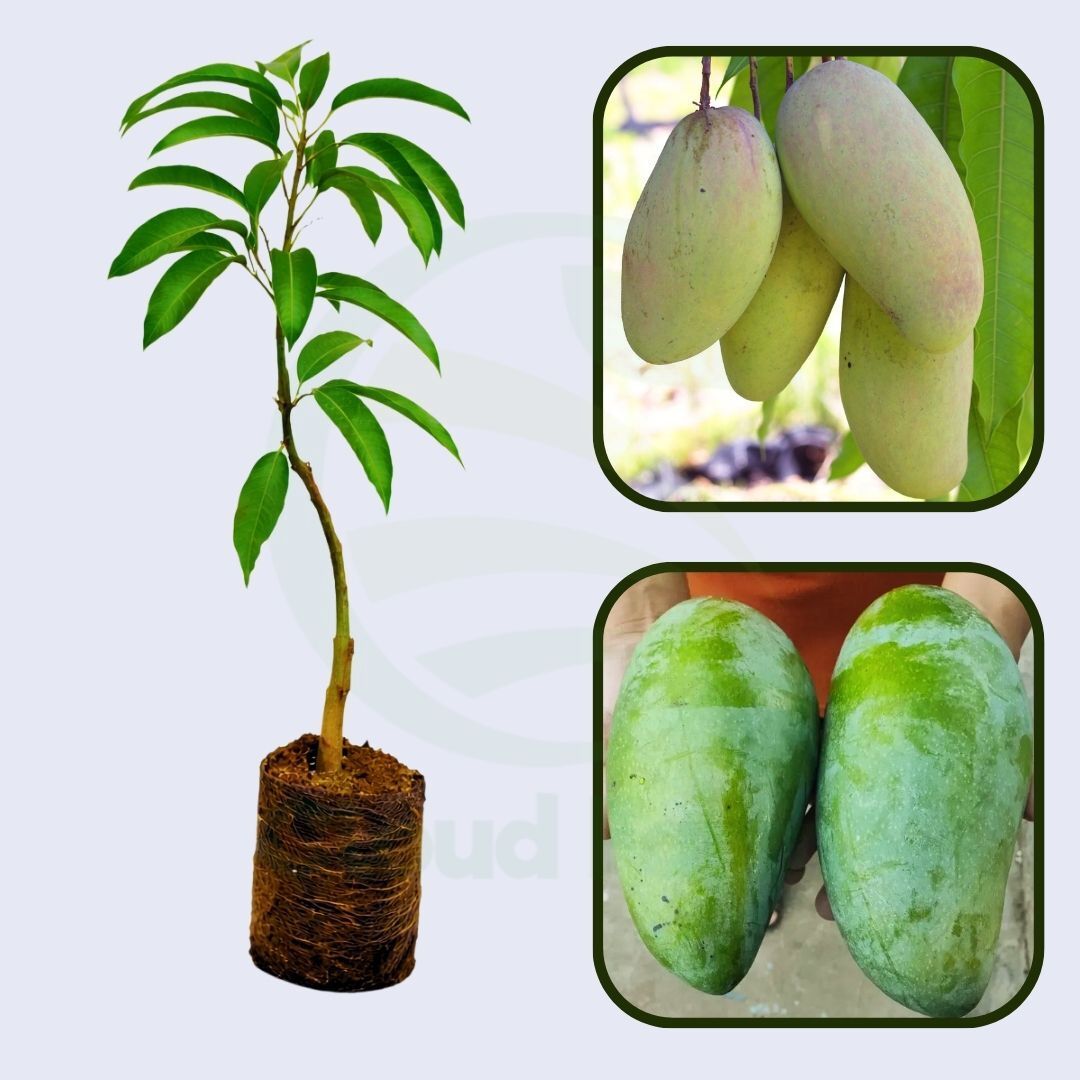 Noorjahan Mango Healthy Grafted Fruit Plant