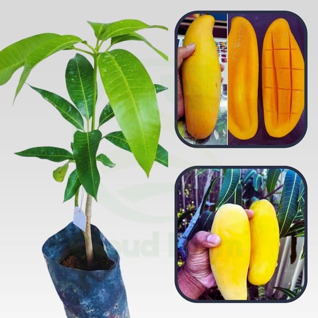 Banana Mango Healthy Grafted Fruit Plant