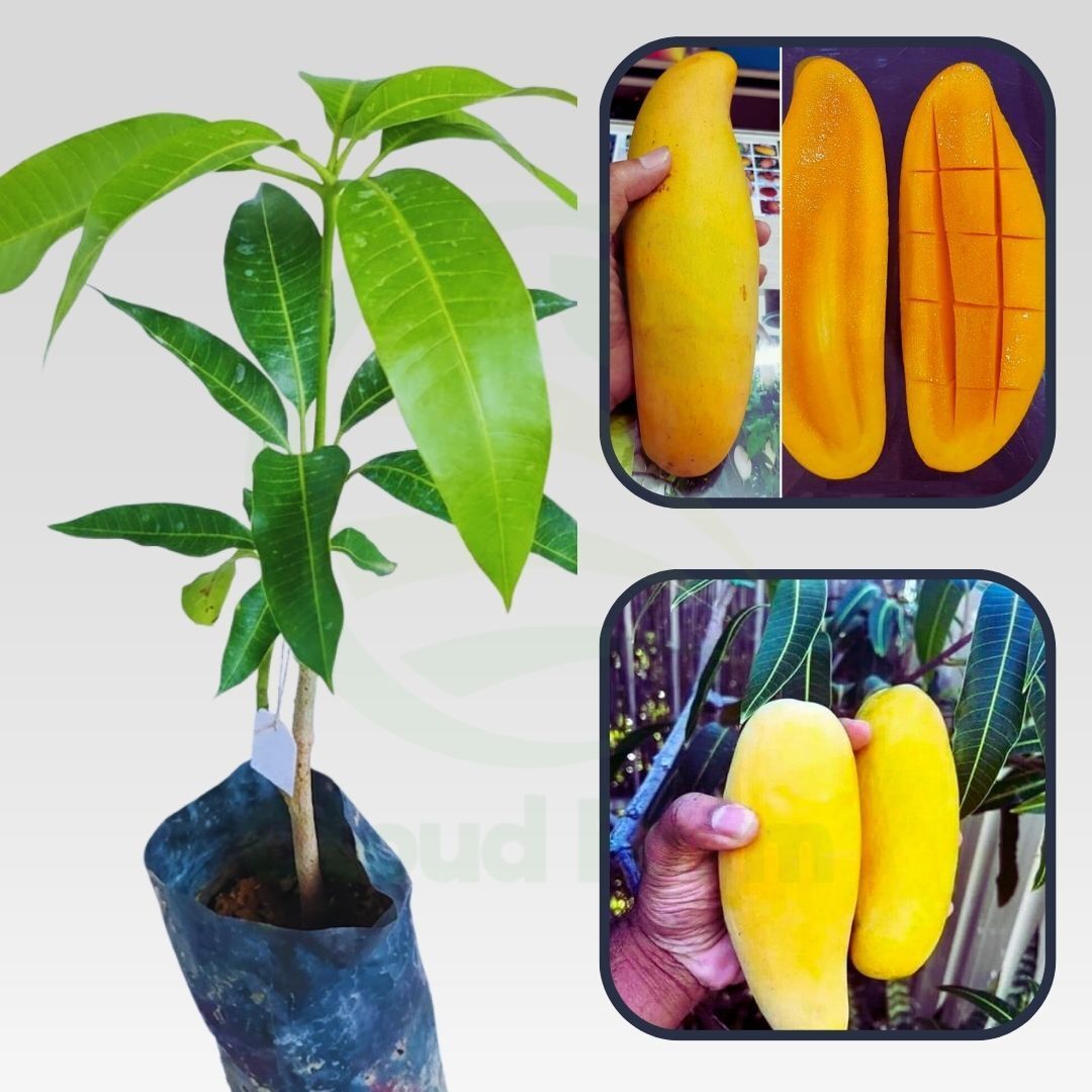 Banana Mango Healthy Grafted Fruit Plant