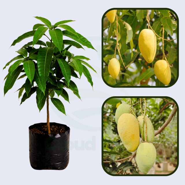 Katimon Mango Healthy Grafted Fruit Plant