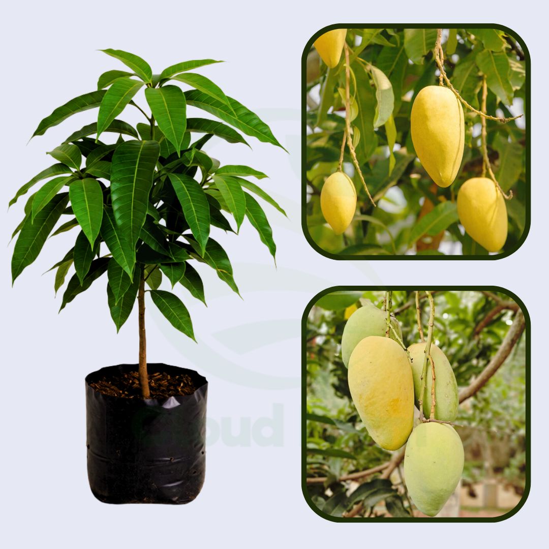 Katimon Mango Healthy Grafted Fruit Plant