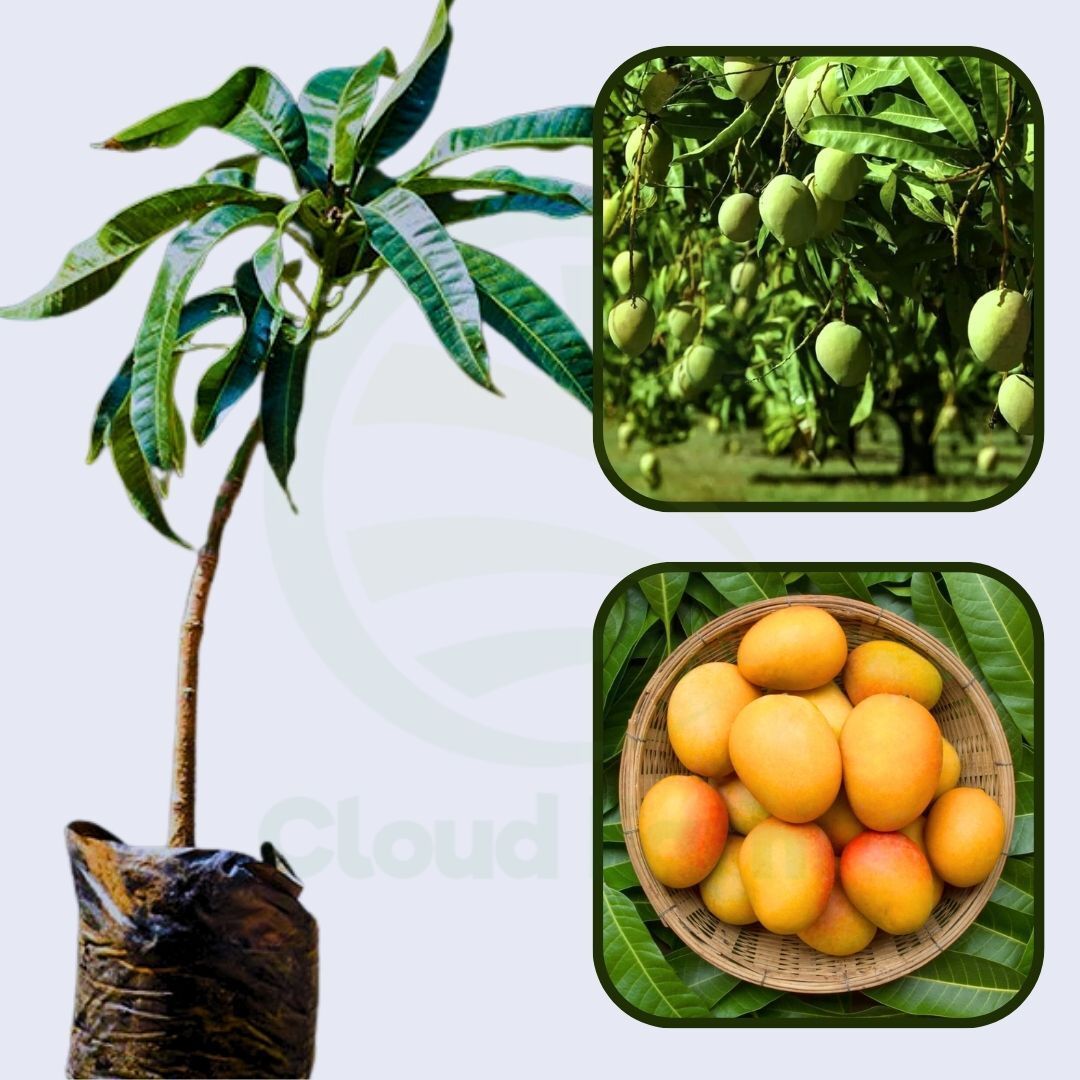 Kothapalli Kobbari Mango Healthy Grafted Fruit Plant