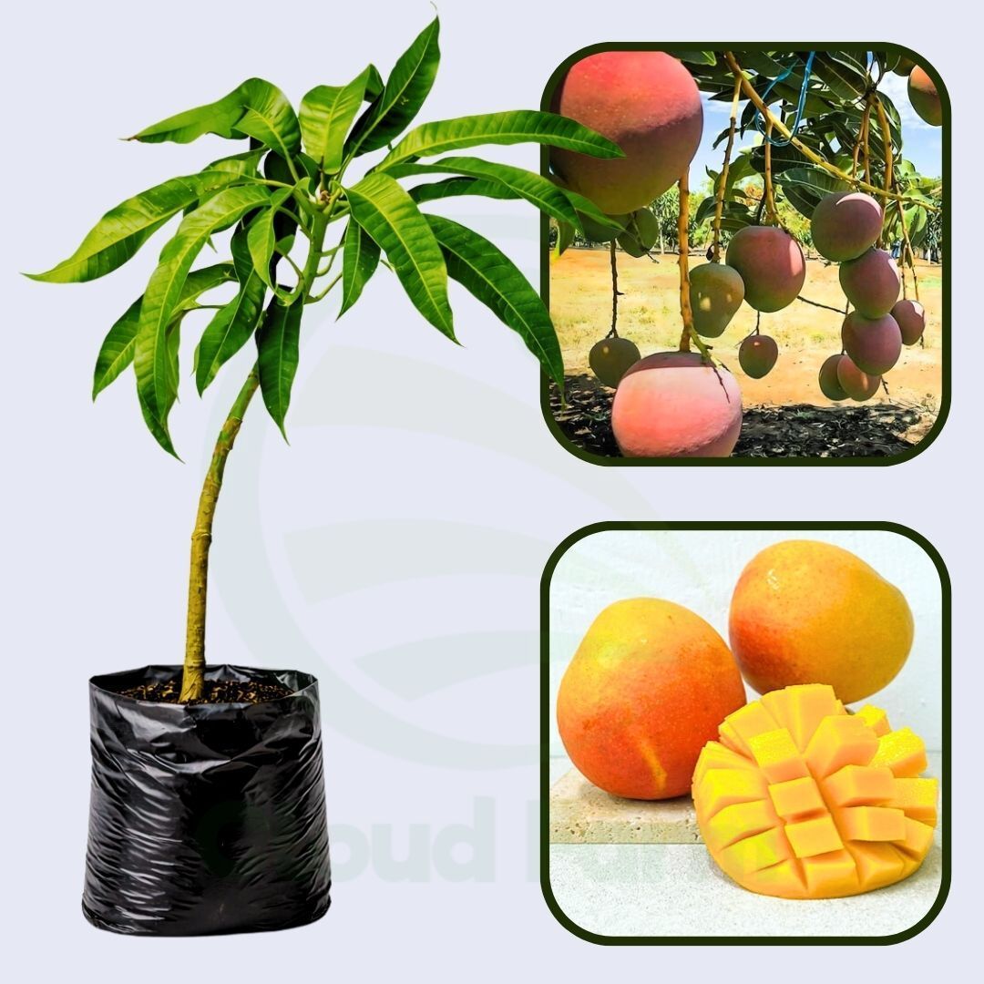 Jambura Sweet Mango Healthy Grafted Fruit plants