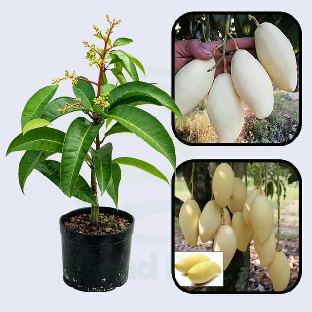 Thailand White Mango Healthy grafted Fruit Plant