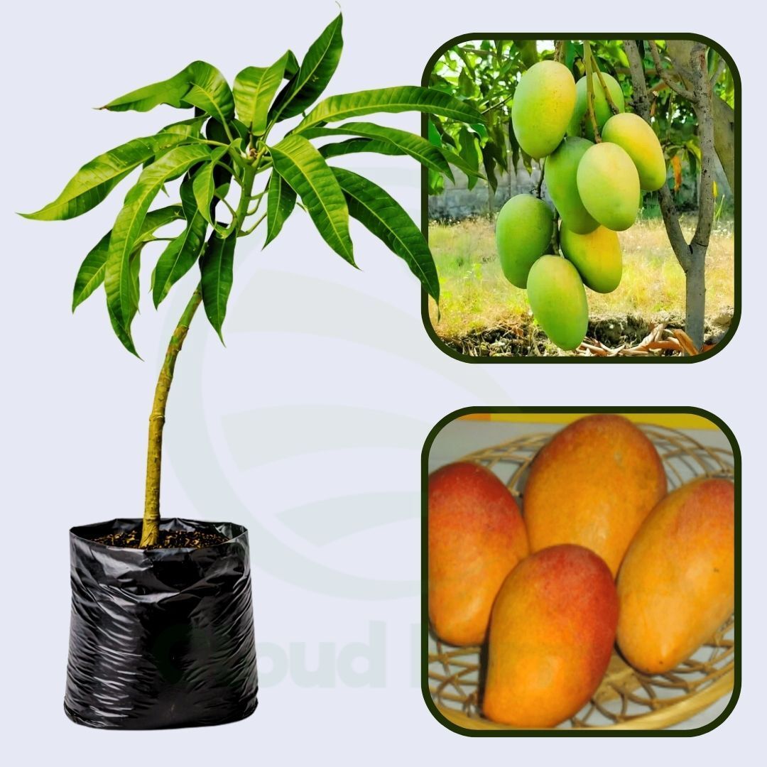 Pratibha Mango Healthy Grafted Fruit plant