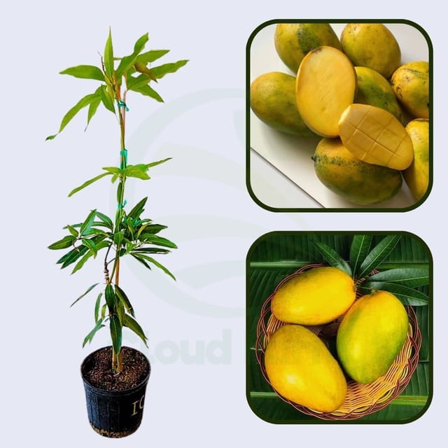 Imam Pasand Mango Grafted Fruit Plant