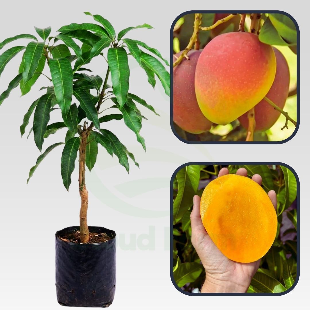Bari 4 Mango Healthy grafted fruit plant