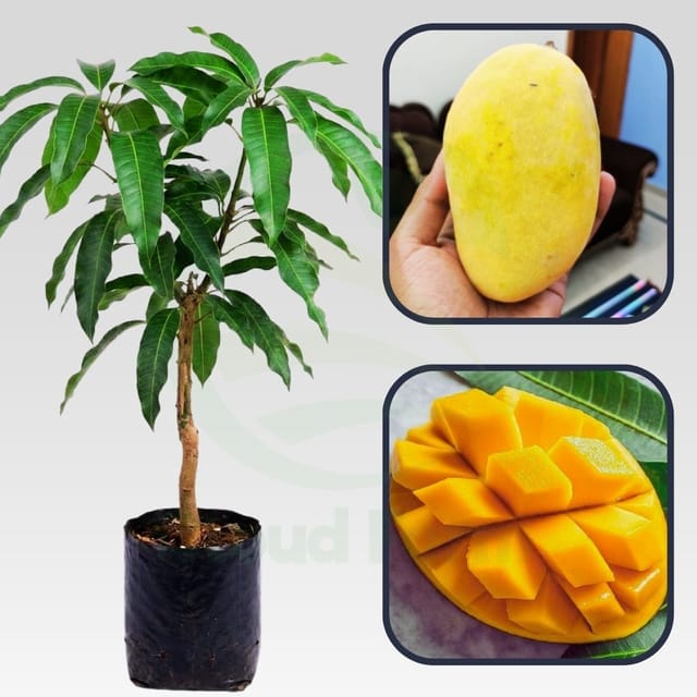 Bari 11 Mango Healthy Grafted fruit plant Bari 11 Mango Healthy Grafted fruit plant
