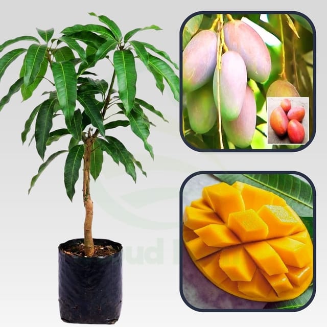 Bari 13 Mango Healthy grafted Fruit plant