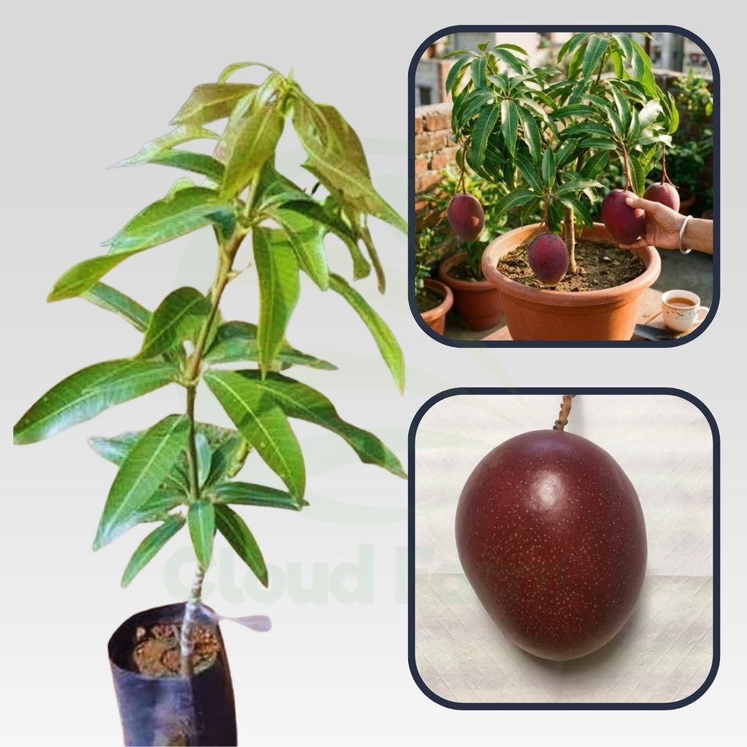 Ah Ping Mango Healthy Grafted fruit plant