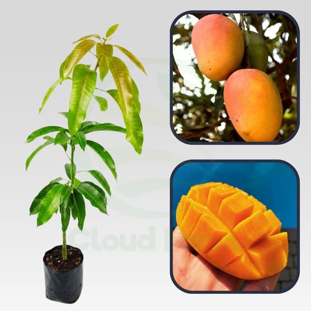 Arka Anmol Mango Healthy Grafted Fruit plant