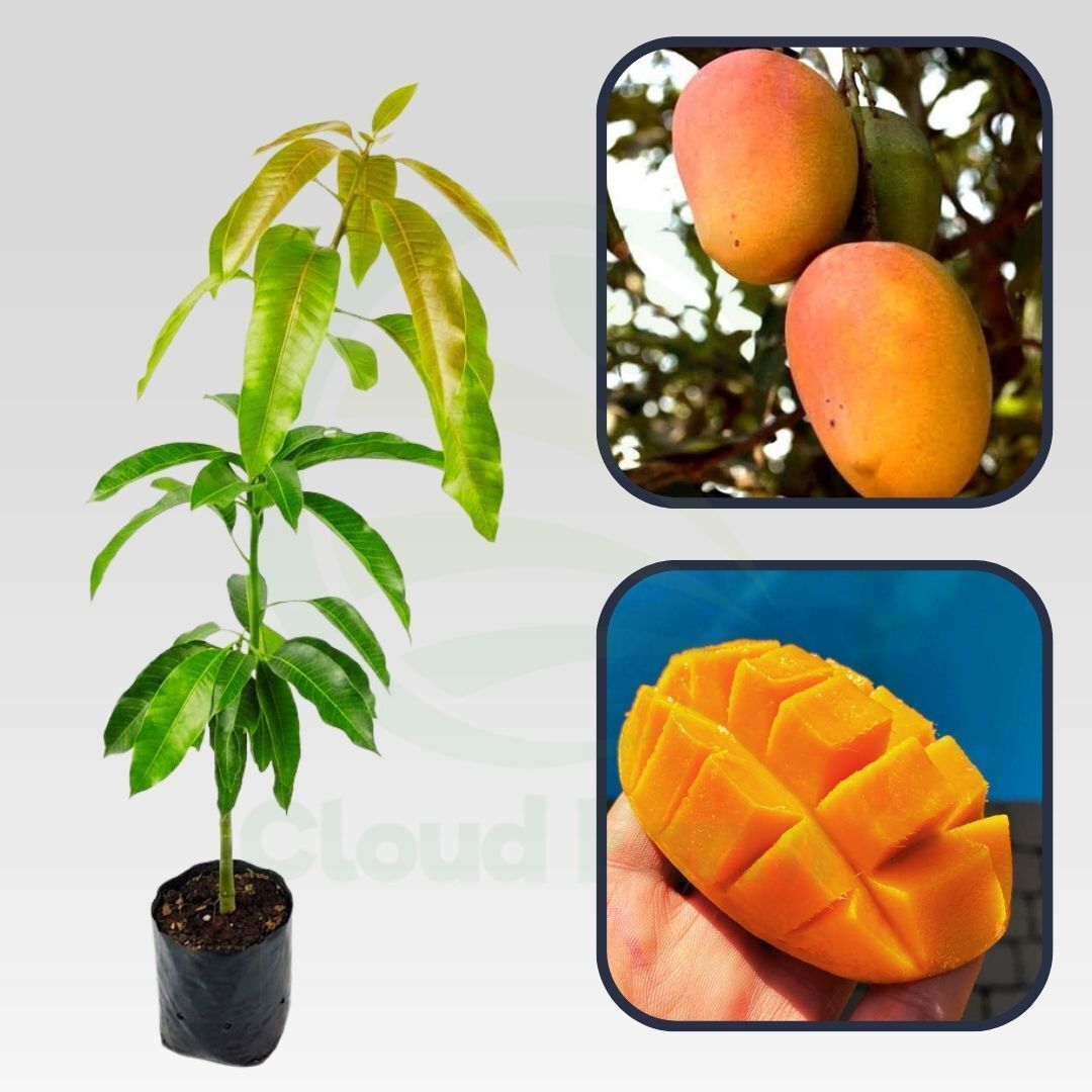 Arka Anmol Mango Healthy Grafted Fruit plant
