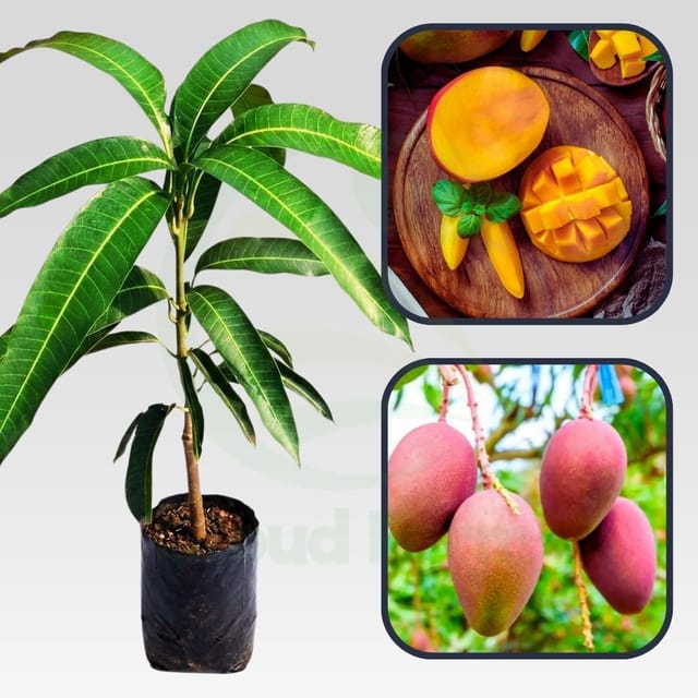 Autumn Mango healthy Grafted Fruit plant Autumn Mango healthy Grafted Fruit plant