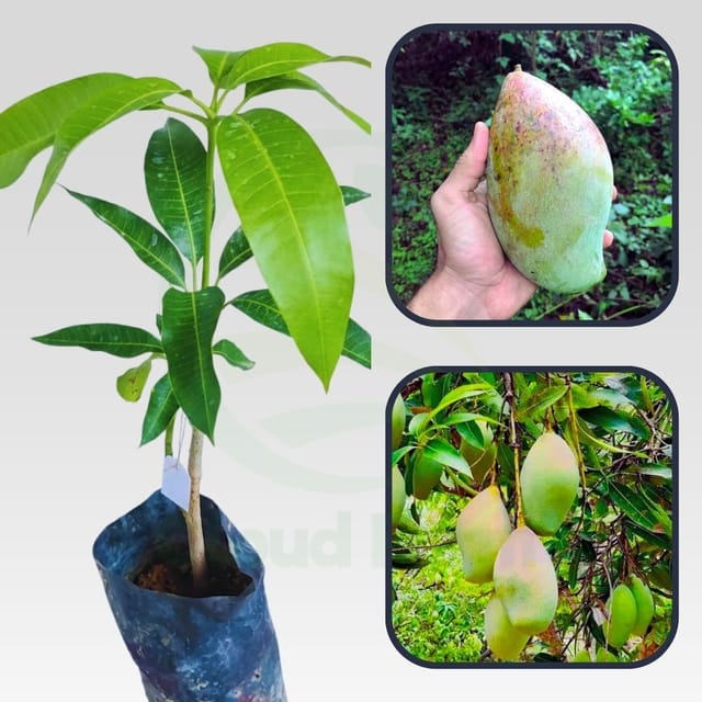 Bangalora (Totapuri) Healthy Grafted Fruit plant