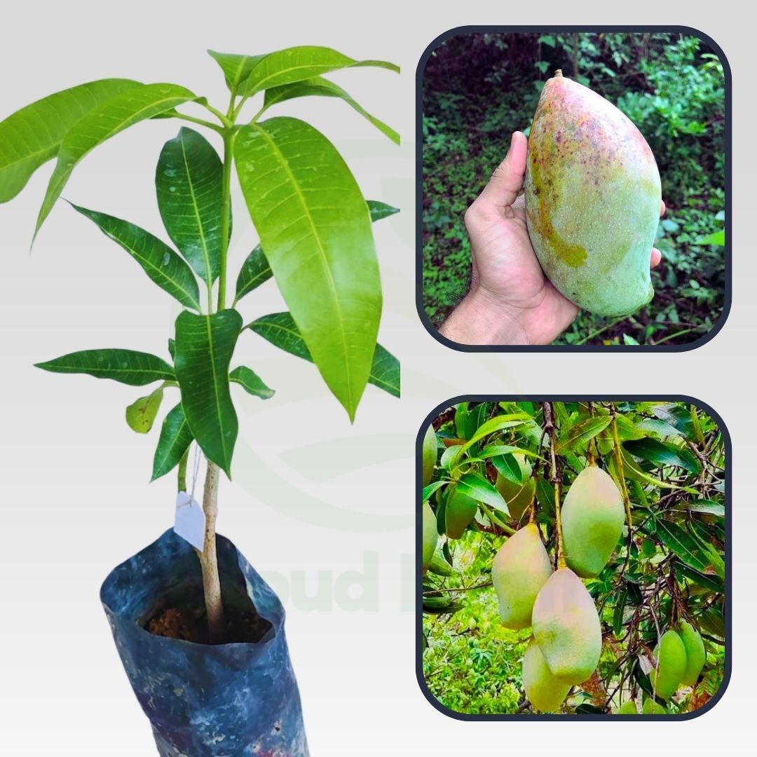Bangalora (Totapuri) Healthy Grafted Fruit plant