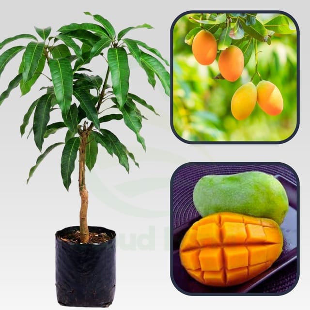 Baptist Mango Healthy Grafted Fruit Plant