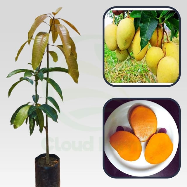 Bathua Mango Healthy grafted fruit plant Bathua Mango Healthy grafted fruit plant