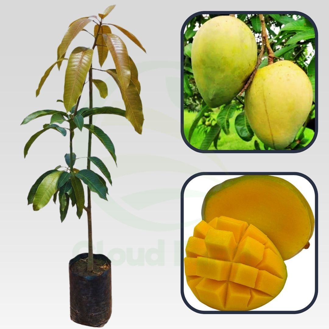 Becky Mango Healthy grafted fruit plant