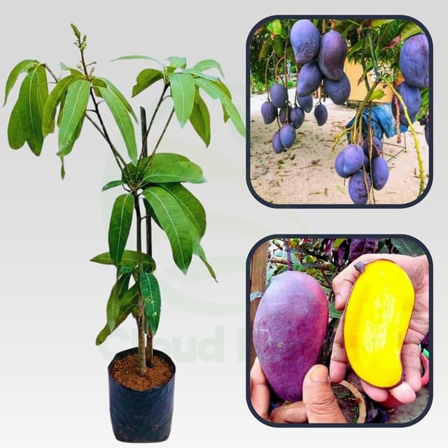 Black Gold Mango Healthy grafted fruit plant
