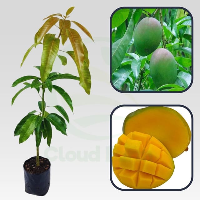 Bombay Green Mango Grafted Healthy Fruit Plant