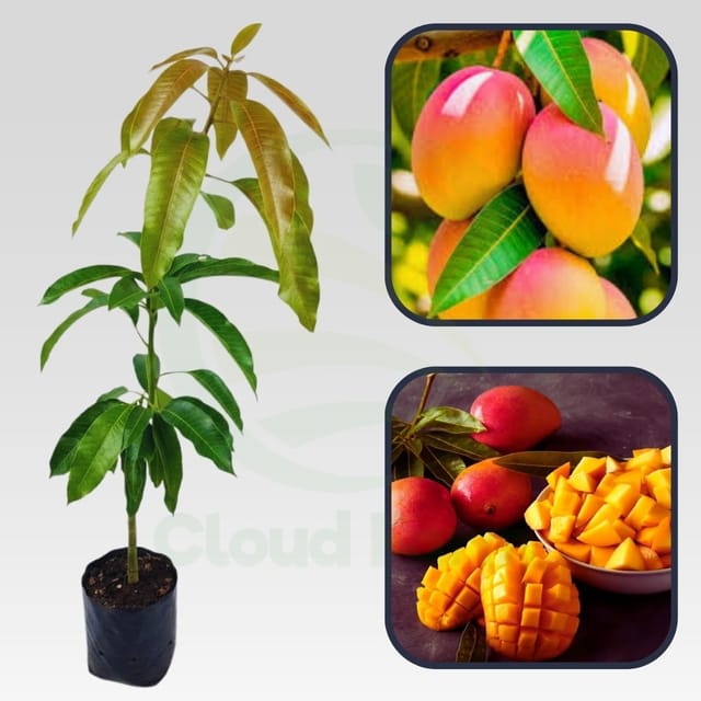 Bombay Red Mango Grafted Healthy Fruit Plant