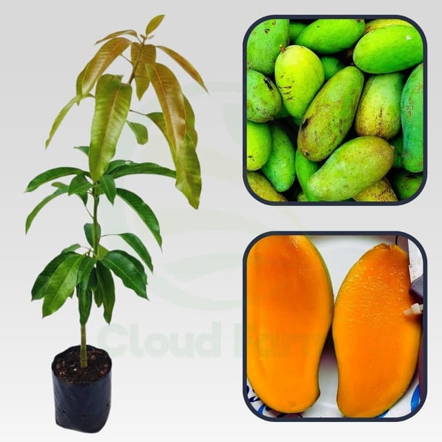 Brahm Kai Meu Mango Healthy Grafted Fruit plant Brahm Kai Meu Mango Healthy Grafted Fruit plant
