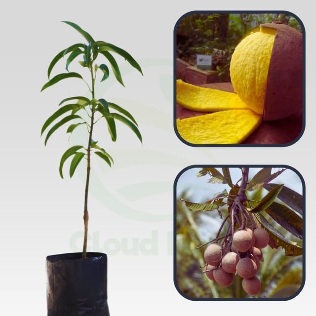 Bambangan Mango Healthy Grafted Fruit Plant