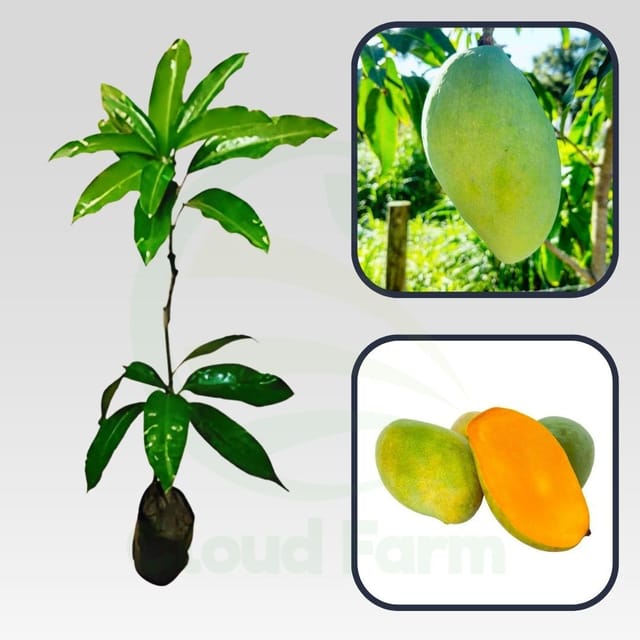 Cac Mango Healthy Grafted Fruit plant