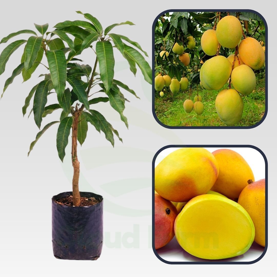 Calypso Mango Grafted Healthy Fruit Plant