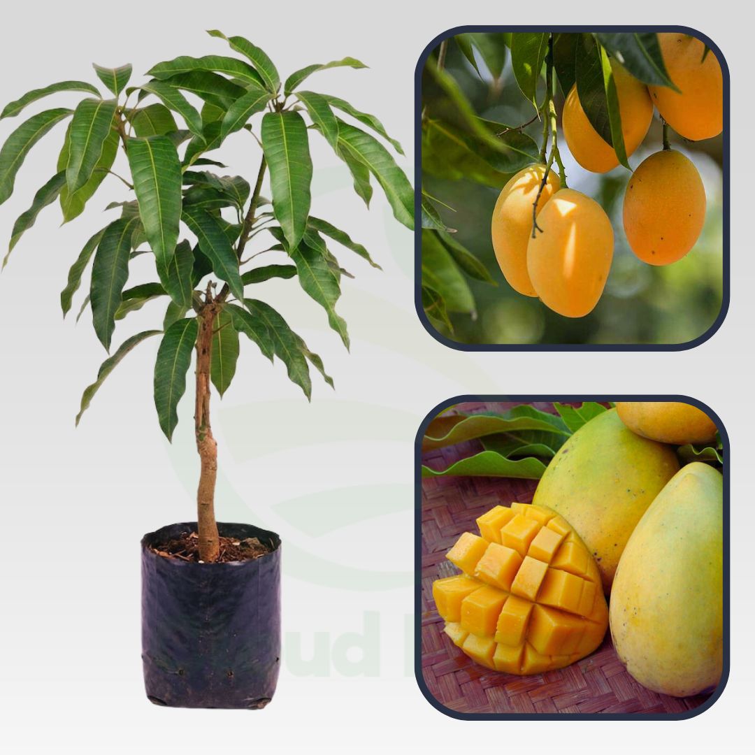 Cambodiana Mango Grafted Healthy Fruit Plant