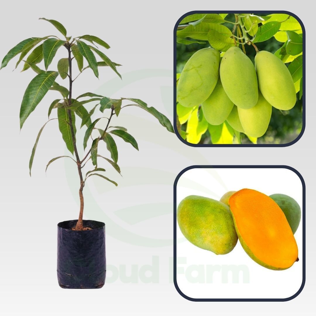 Cecil Mango Healthy Grafted Fruit Plant