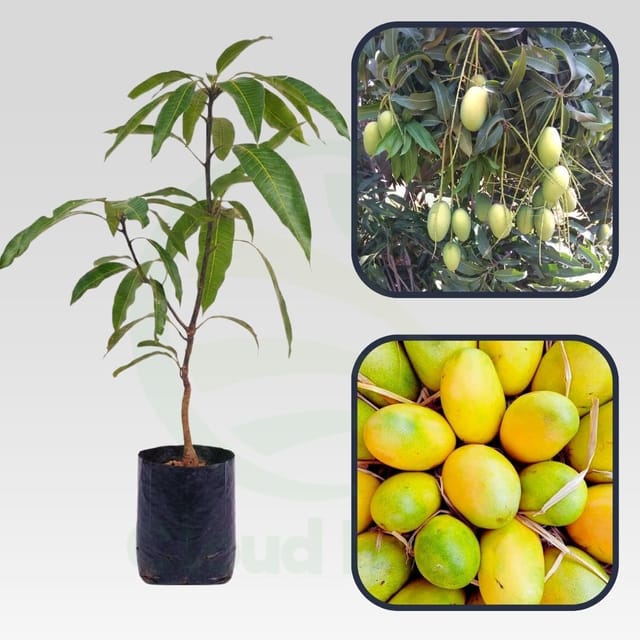 Cherukurasam Mango Healthy Grafted Fruit Plant Cherukurasam Mango Healthy Grafted Fruit Plant