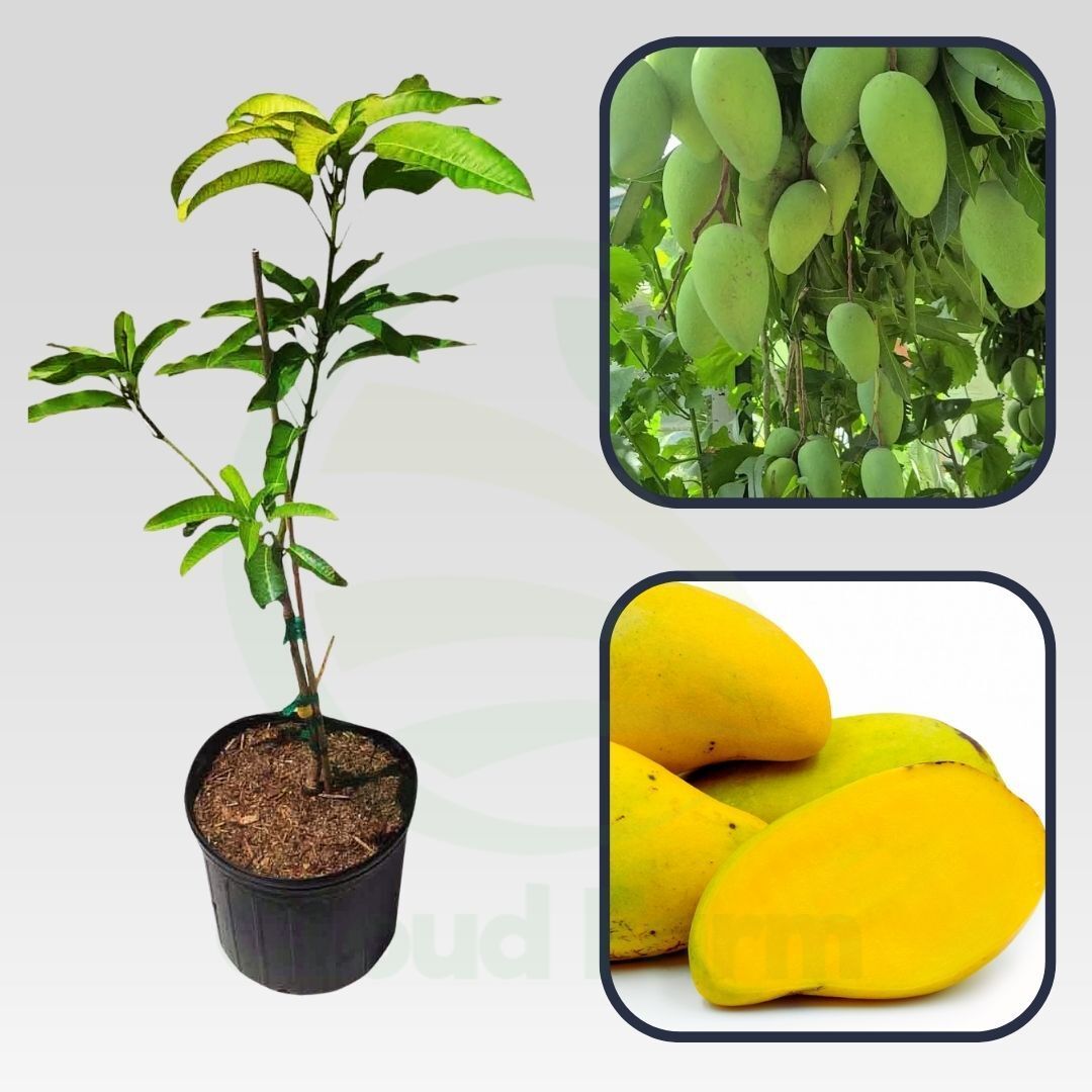 Choc Anon Mango Healthy Grafted Fruit Plant