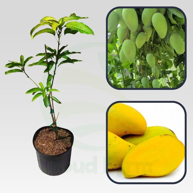 Choc Anon Mango Healthy Grafted Fruit Plant Choc Anon Mango Healthy Grafted Fruit Plant