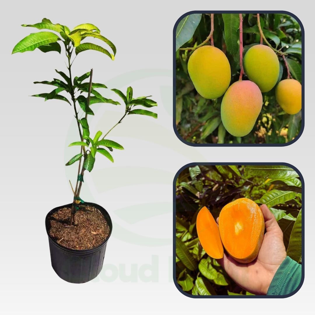 Dabber Mango Healthy Grafted Fruit Plant