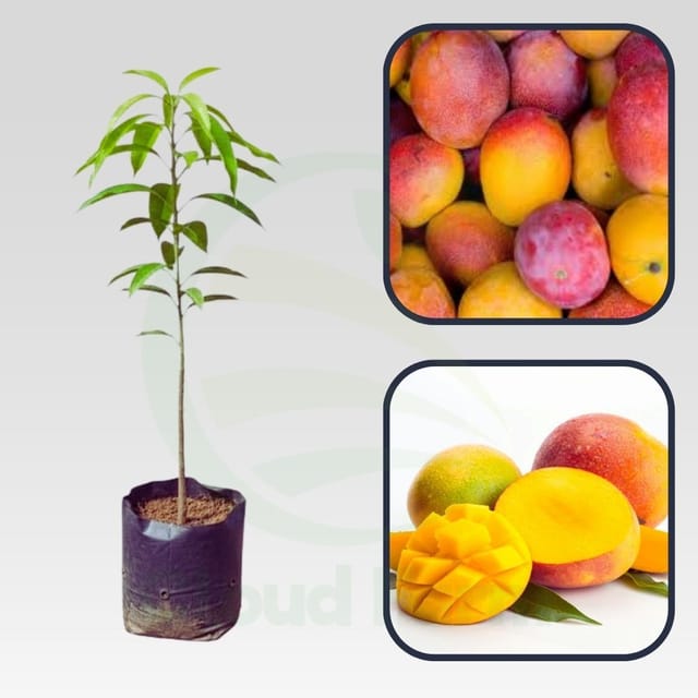 Davis Haden Mango Healthy Grafted Fruit Plant Davis Haden Mango Healthy Grafted Fruit Plant