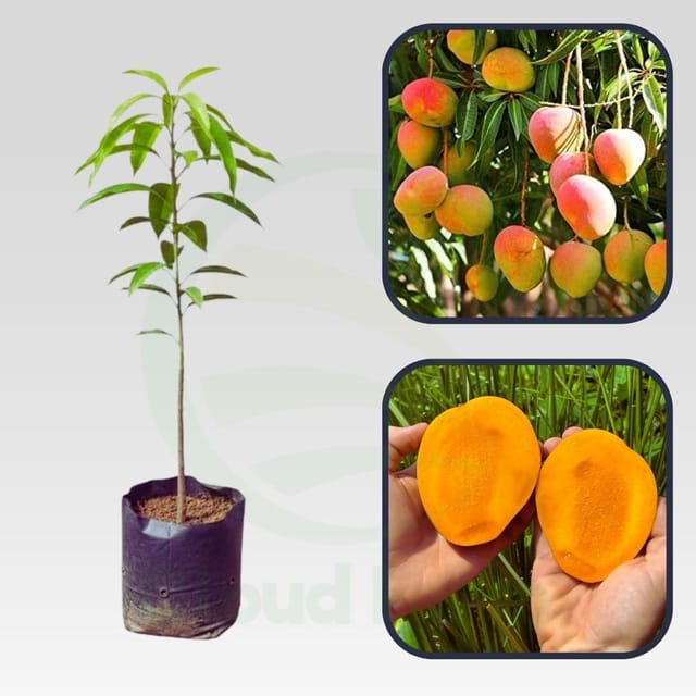 Diamond Mango Healthy Grafted Fruit Plant Diamond Mango Healthy Grafted Fruit Plant