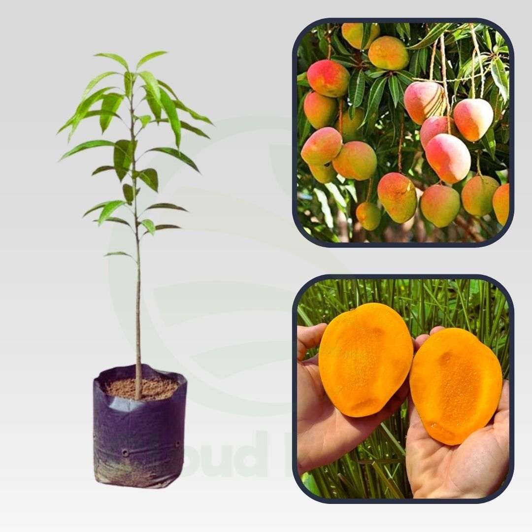 Diamond Mango Healthy Grafted Fruit Plant
