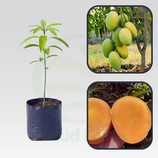Dudhiya Malda Mango Healthy Grafted Fruit Plant Dudhiya Malda Mango Healthy Grafted Fruit Plant