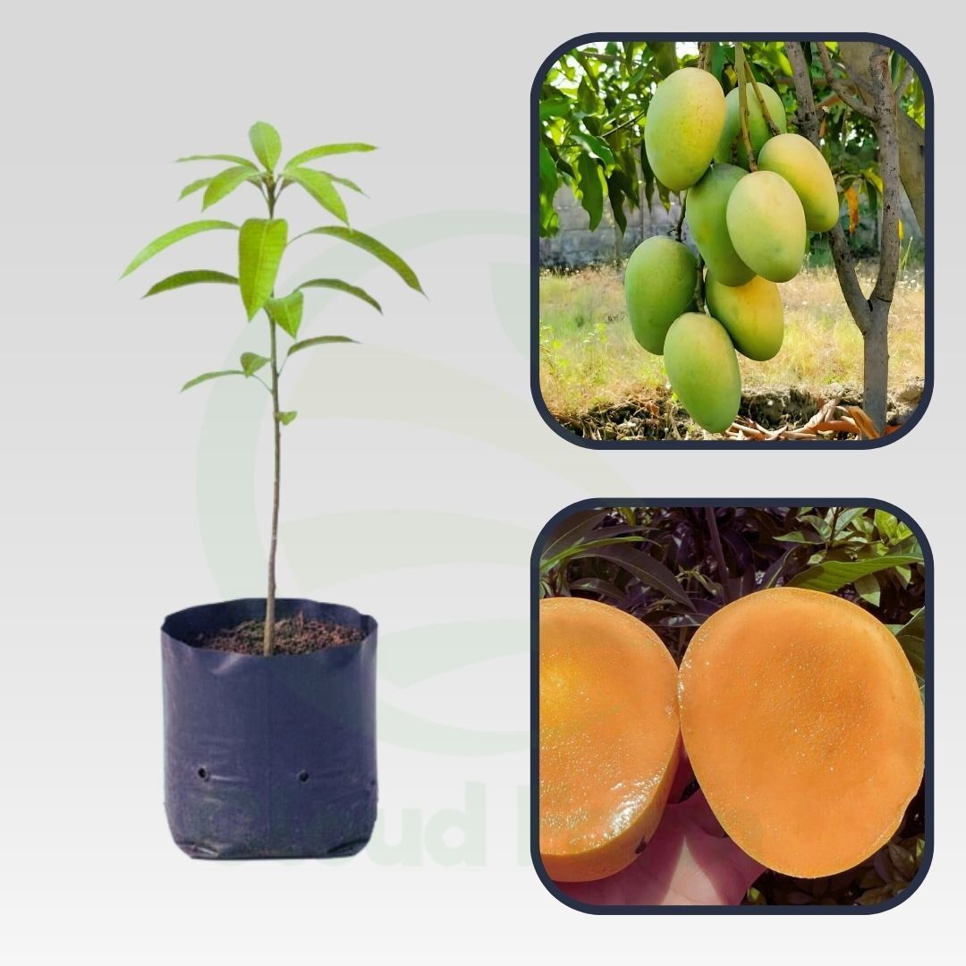 Dudhiya Malda Mango Healthy Grafted Fruit Plant