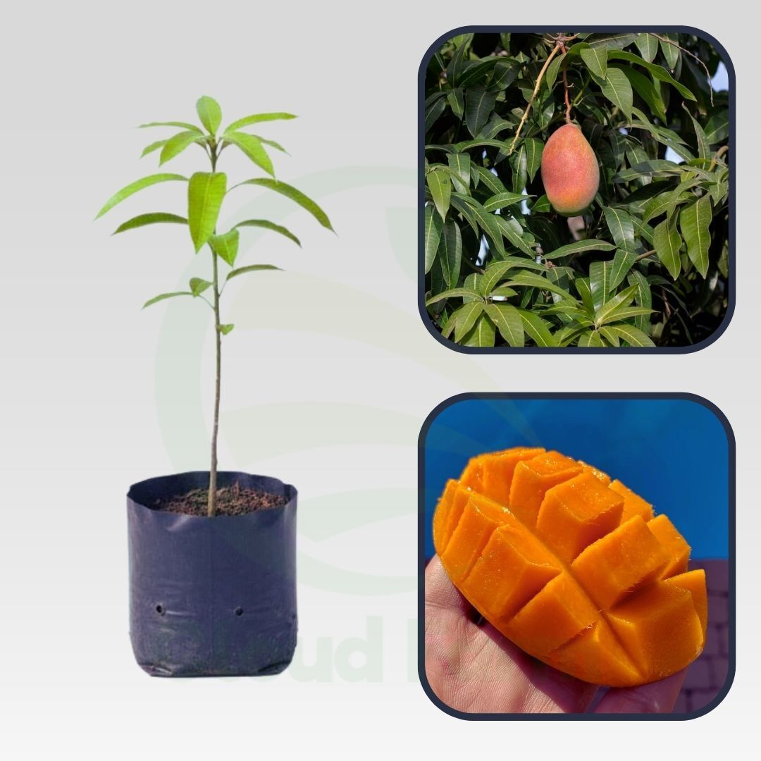 East Indian Mango Healthy Grafted Fruit plant