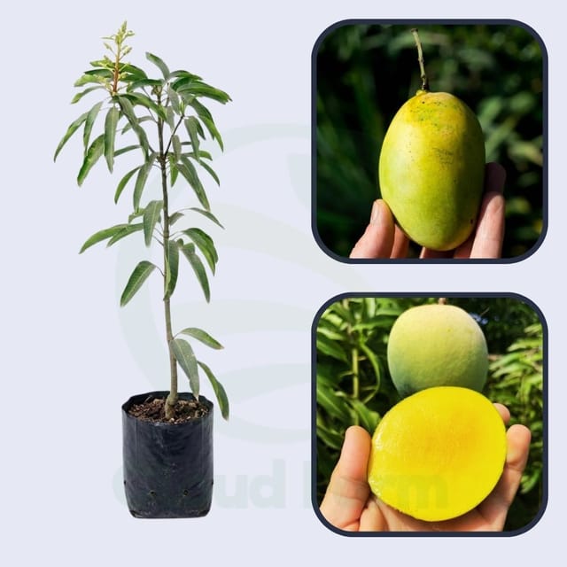 Emerald Mango Healthy Grafted Fruit Plant Emerald Mango Healthy Grafted Fruit Plant